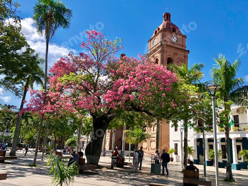 Preview: Plaza with flowering tree and cathedral in Santa Cruz, Bolivia.