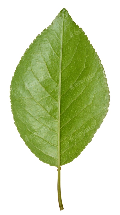 Vista previa: Green cherry leaf on white isolated background