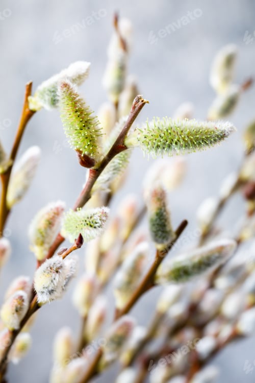 Preview: Willow blossoming. Symbol of spring and holiday.
