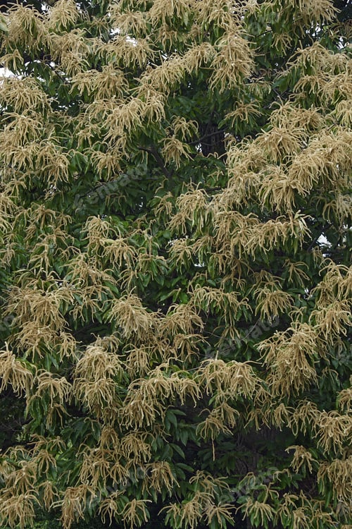 Preview: American Chestnut (Castanea Dentata)