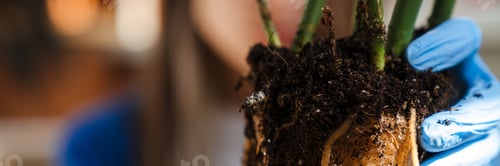 Preview: Close up of a gibiscus plant root bound, being transplanted indoors