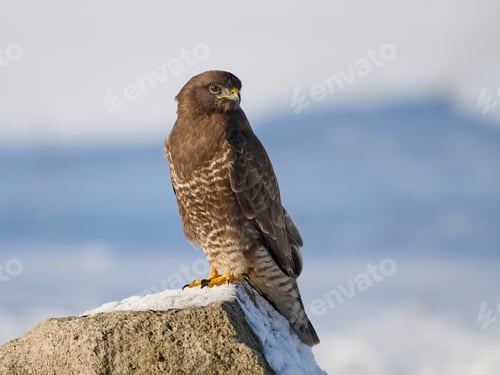 Preview: Common buzzard (Buteo buteo)