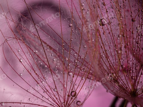Preview: Abstract dandelion flower background, extreme closeup. Big dandelion on natural background. Art phot