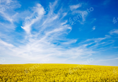 Preview: Meadows with a plant in a valley with fields against the background of the daytime sky in Bulgaria