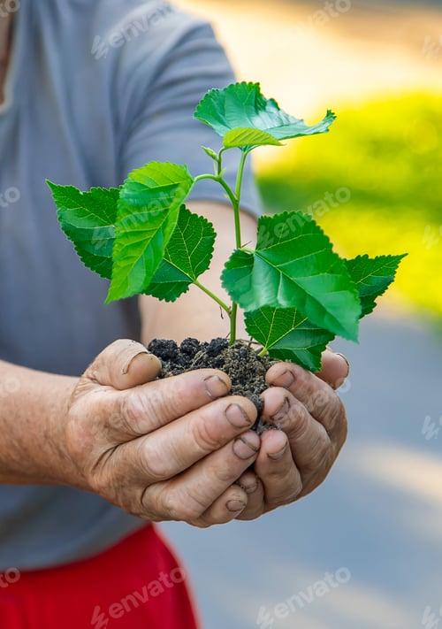 Preview: Grandmother is planting a tree in the garden. Selective focus.