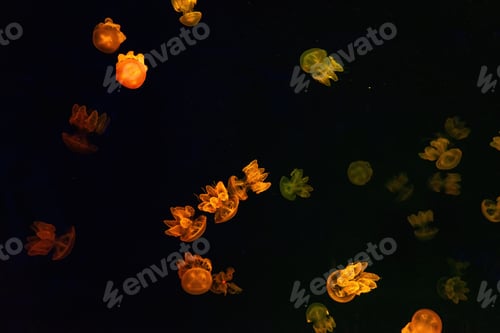 Preview: Group of yellow fluorescent jellyfish swimming underwater aquarium pool
