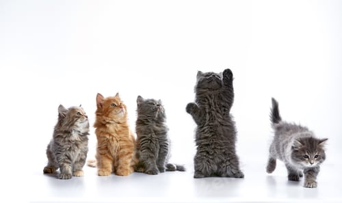 Preview: group portrait cute 5 week old kittens looking in different directions isolated on white background