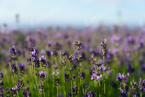 Preview: Lavender Field Blooming in the Springtime Sunlight