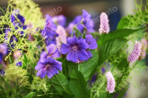 Preview: Meadow Geranium - also Geranium pratense - Johnsons Blue