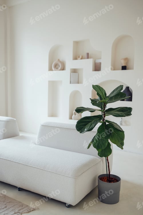 Preview: A lyre-shaped ficus in a pot near the white sofa in the living room.