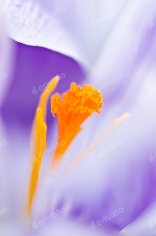 Preview: Beautiful white and purple striped crocusses as macrophotography
violet, sun, outdoors, close-up, gr