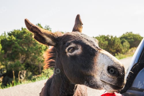 Preview: funny wild donkey