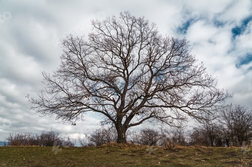 Preview: Bare tree without leaves on a hill