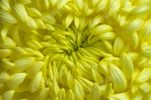 Preview: Heart of a yellow chrysanthemum