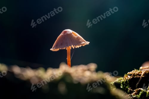 Preview: Small mushroom in the forest