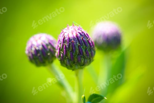 Preview: Vibrant purple thistle buds in nature.