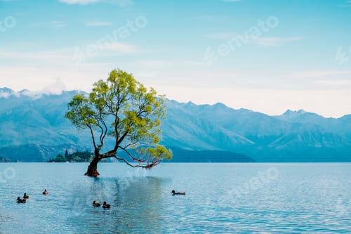 Preview: The famous Wanaka tree standing in the lake