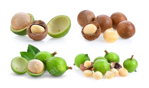 Preview: macadamia nuts isolated on white