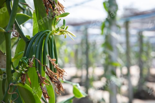 Preview: The young vanilla pod after being pollinated.