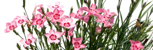 Preview: pink Flowers