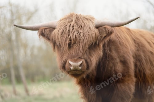 Preview: Closeup shot of a Scottish highland cattle