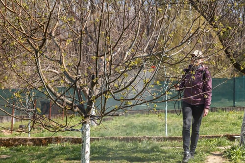 Preview: A woman works in the spring garden and spray with a rechargeable sprayer chemicals against pests