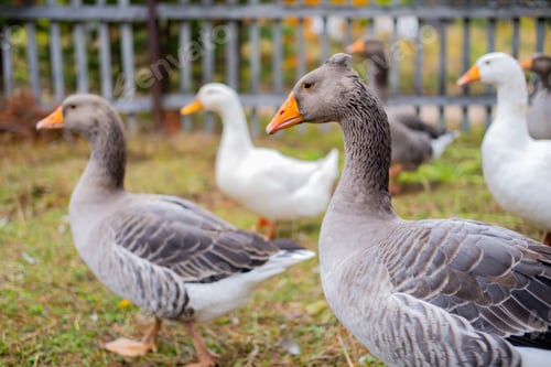 Preview: Domestic geese graze. Geese in a courtyard. Free range poultry farming
