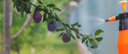 Preview: A man sprays trees in the garden. Selective focus.