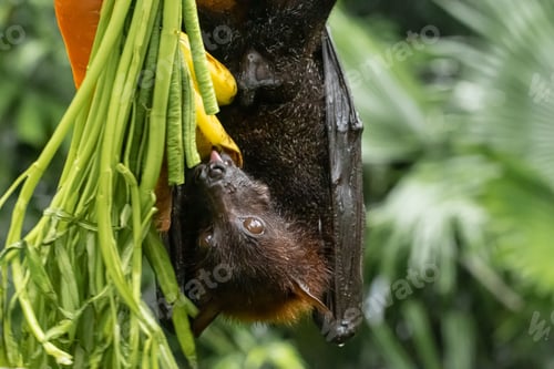 Preview: Black fruit bat feeding on ripe bananas while hanging upside down with blur background