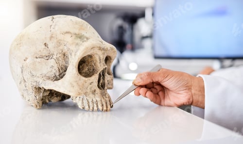 Preview: Forensic, science and person with skull in lab to study, test or analyze anatomy for evidence, medi
