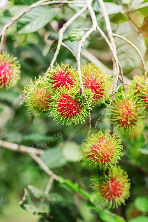 Preview: Rambutan in the daytime