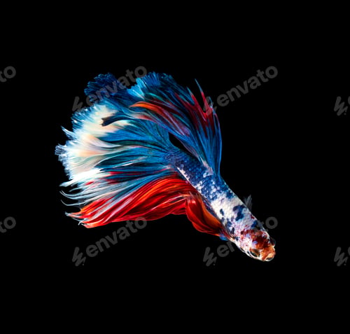 Preview: Betta fish, siamese fighting fish, betta splendens isolated on black background