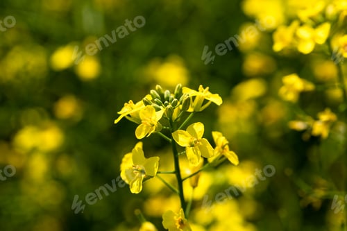 Preview: Rape plant and flowers in close-up. Cultivation of rapeseed.