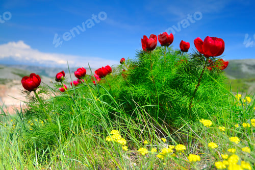 Preview: Meadow with green grass and red poppy flowers