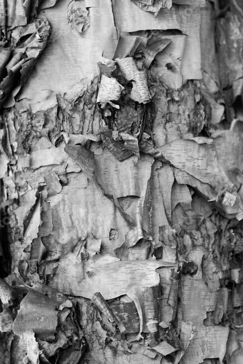 Preview: Old Dry Winter Bark On A Brown Tree