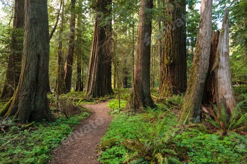 Preview: Trail through old growth red cedar and fir trees, Lake Crescent, Olympic National Park, Port Angeles