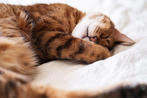 Preview: Cute napping bengal cat in bed.