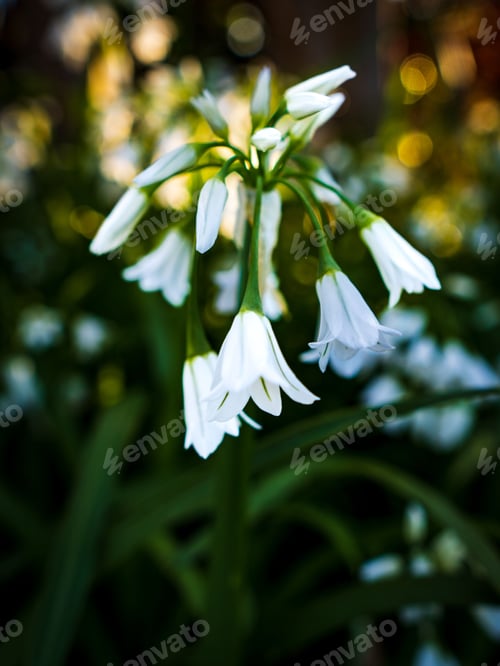 Preview: Closeup of beautiful three-cornered garlic flowers in a garden East Sacramento park