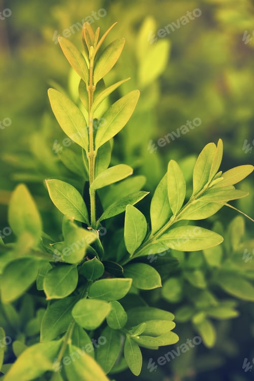 Preview: Abstract nature background