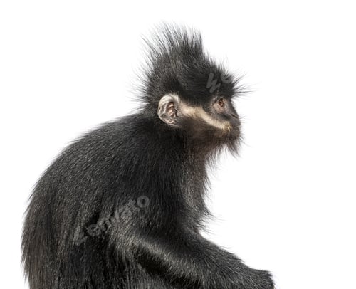 Preview: Close-up on a François' langur, Trachypithecus francoisi, isolated on white