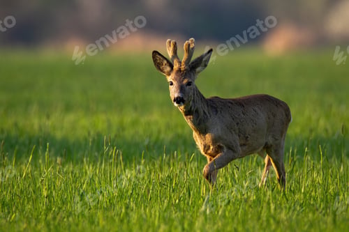 Preview: Roe deer with velvet antlers walking on grass in spring
