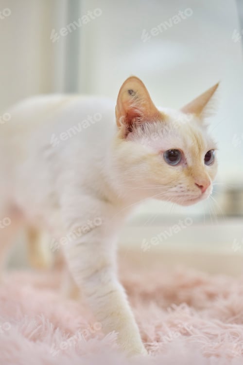 Preview: Adorable white domestic cat