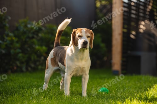 Preview: A Playful Beagle Enjoying Its Time in a Bright and Sunny Backyard Filled with