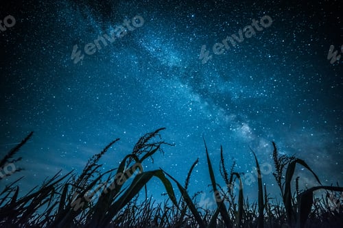 Preview: Milky way above green grass