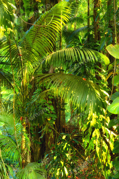 Preview: Jungle details