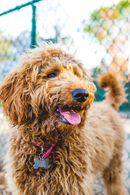 Visualização: Cute happy mini goldendoodle with tongue out at the park with a fence behind her