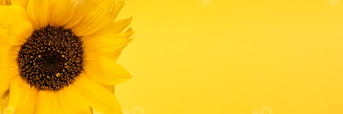 Preview: Beautiful yellow sunflower banner