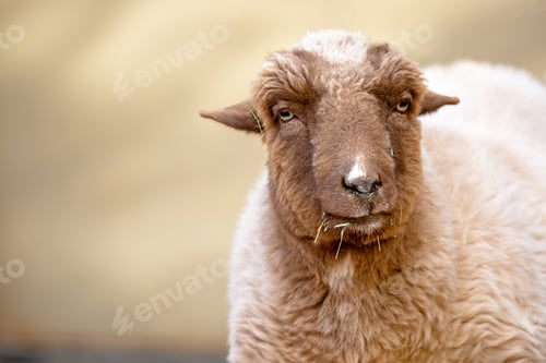 Preview: Closeup of Farmyard Sheep
