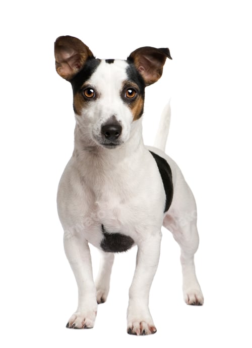 Preview: Jack russell (2 years)