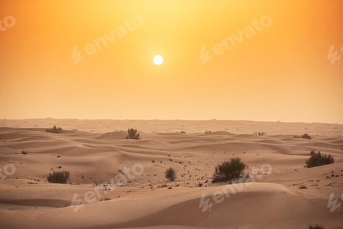 Preview: Arabian Oryx in the red sands desert conservation area of Dubai, United Arab Emirates